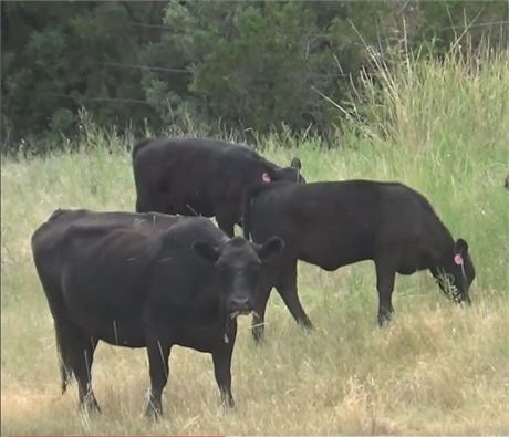 Avon, MT - Heifer Calves